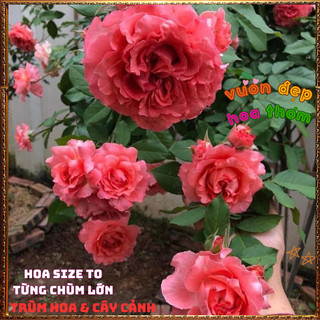 Chậu Hoa Hồng Corail Gelee Nở Bền Thơm Đậm Bông To Từng Chùm Mĩ Mãn️📬 Làng Hoa Sa Đéc