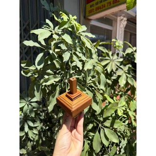 Nậm tre vuông tre già đẹp cho lồng chim chào mào