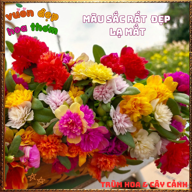 Cành Hoa Mười Giờ SAM KÉP NỞ CẢ NGÀY rất nhiều màu siêu dễ trồng ️️🍔 TRÙM HOA VÀ CÂY CẢNH