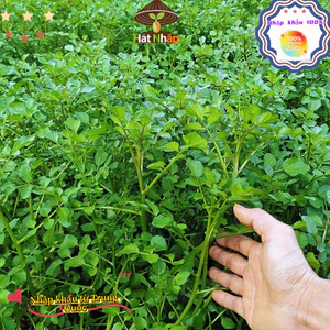 Hạt giống rau cải xoong, xà lách xoong trồng cạn giàu dinh dưỡng-k016