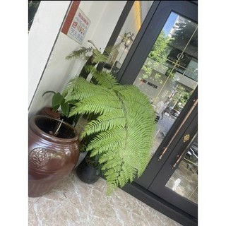 aCủ dương xỉ culi chuẩn lông vàng( giá sanf nên sẽ chênh hơn  lông cầm má.u rất hiệu quả, trồng trực tiếp trong nhà