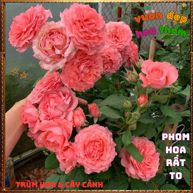 Chậu Hoa Hồng Corail Gelee Màu Cam Hồng Bông Rất To Nở Bền 2 Tuần 📕 TRÙM HOA VÀ CÂY CẢNH