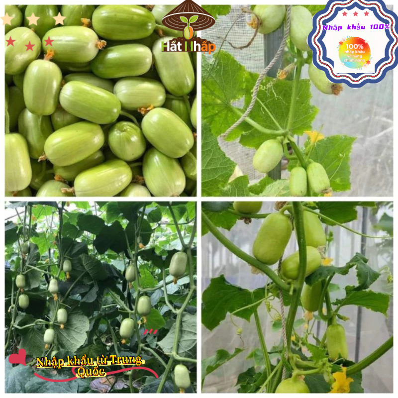 Hạt giống dưa chuột   siêu quả, tự thụ phấn (giòn, ngọt, đẹp mắt)，-k005