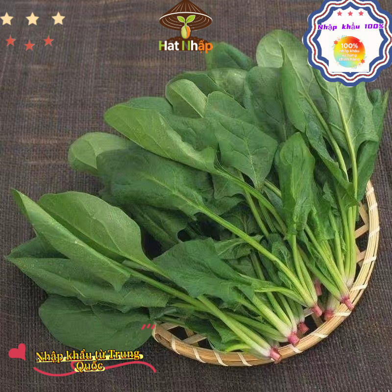 Hạt giống rau cải bó xôi chịu nhiệt，1cái túiKhoảng 600 viên thuốc，-k010