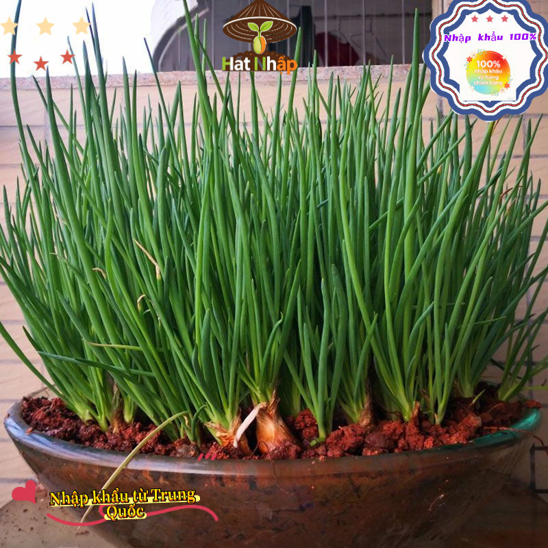 Hạt giống hành lá, hành hương cao sản，1cái túiKhoảng 1000 viên thuốc，-k013