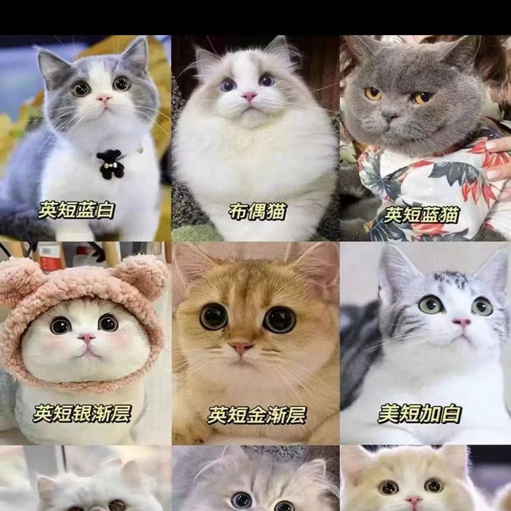 Màu sắc phù hợp cho thú cưng Áo sơ mi Polo mùa xuân hè Quần áo hai chân Teddy Bichon Trang phục