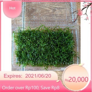 vỉ rêu java siêu rẻ  đã ươm vào vỉ inox kích thước 8x16cm|| Rêu Gắn Bonsai, gắn layout thuỷ sinh, bể cá cảnh