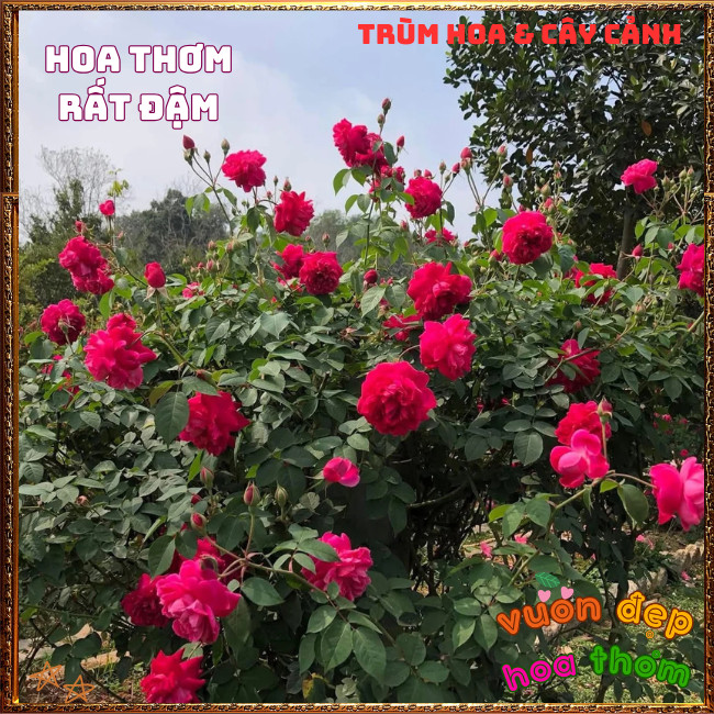 Chậu Hoa Hồng TƯỜNG VI thơm nồng đậm dễ trồng nhât cây siêu khỏe ️📩 Hoa Mười Giờ Bonsai & Phụ Kiện
