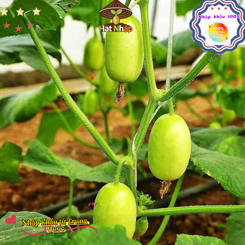Hạt giống dưa chuột   siêu quả, tự thụ phấn (giòn, ngọt, đẹp mắt)，-k005