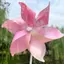 HFTOY Xoay Nhiều Màu Sắc Hoa Cối Xay Gió Trẻ Em Pinwheels Đồ Chơi Ngoài Trời Đảng DIY Số Lượng Lớn Trang Trí Sân Vườn ~