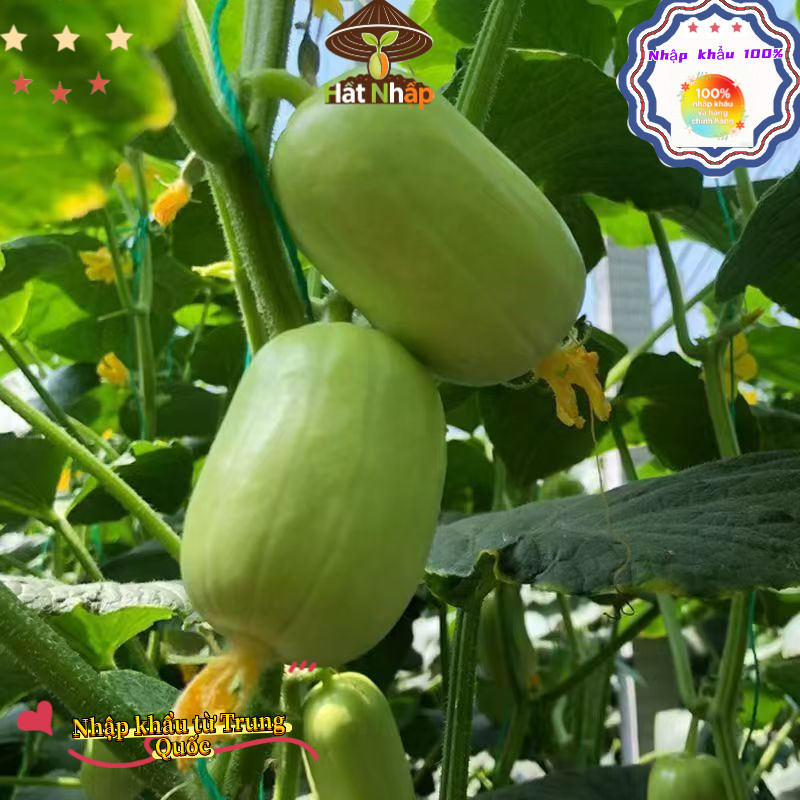 Hạt giống dưa chuột   siêu quả, tự thụ phấn (giòn, ngọt, đẹp mắt)，-k005