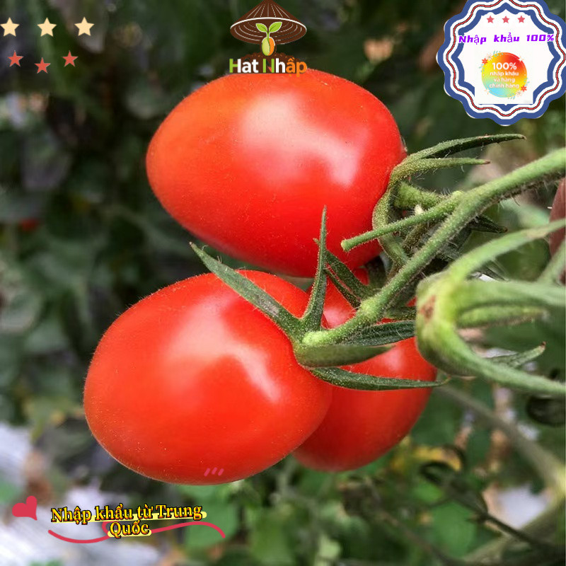 Hạt giống cà chua cherry đỏ chịu nhiệt，-k006
