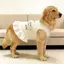 【Ready Stock】 Pet Dog Clothes Beige Base Three-Dimensional Puppy Lace Skirt Super Cute Sweet Thin Vest Large Dog Spring and Summer FAOL