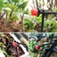 Bộ phát nhỏ giọt tưới có thể điều chỉnh bằng nhựa với dòng chảy có thể điều chỉnh để tưới cây và bình nước chính xác