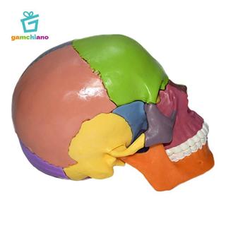 Gamchiano Palm Sized 1: 1 Mô hình PVC, 15 bộ phận Thiết bị giảng dạy có thể tháo rời, Mô hình Mini kích thước cuộc sống