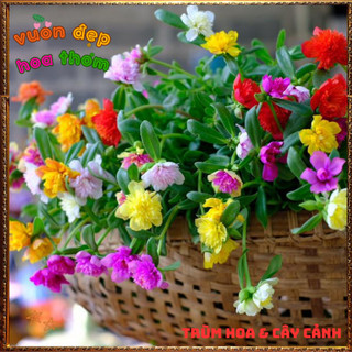 Cành Hoa Mười Giờ SAM KÉP NỞ CẢ NGÀY rất nhiều màu siêu dễ trồng 🍕 BẢO HÀNH CÂY GIỐNG VÀ HOA CHUẨN