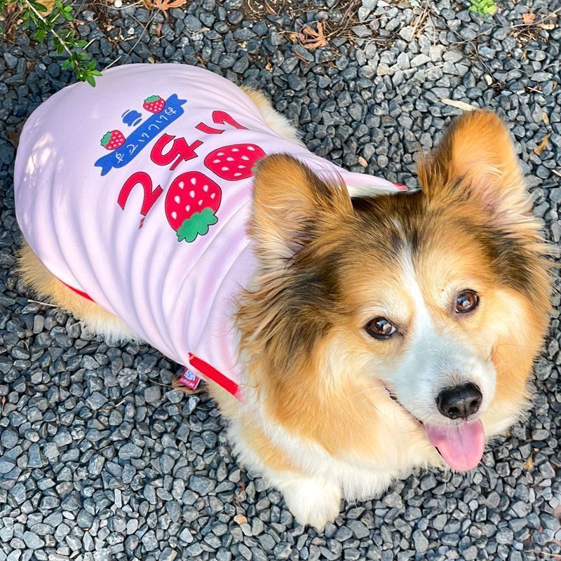 2025 Ngoài Trời Thú Cưng Vest Ấm Corgi Teddy Bichon Nhỏ Vừa Chó Dễ Thương Quần Áo Cho Chó Khuyến Nghị