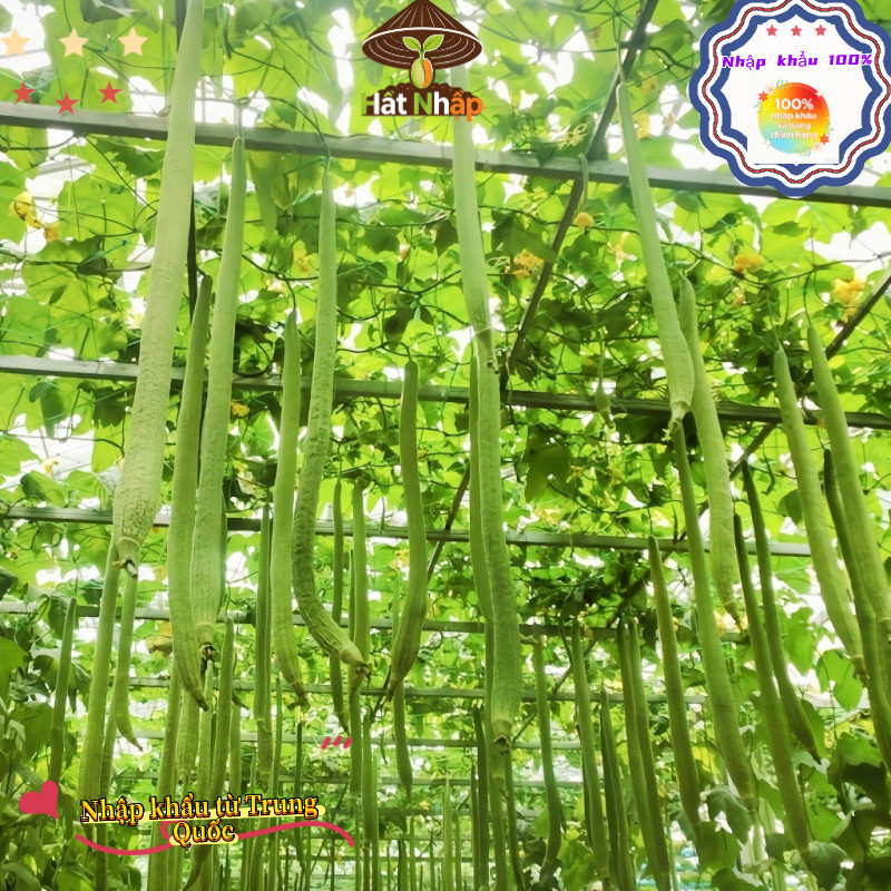 Hạt giống mướp hương siêu dài Bao bì gốc5 gram hạtxơ mướp-k012