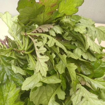 1kg cây bô công anh tươi.lá bồ công anh tươi