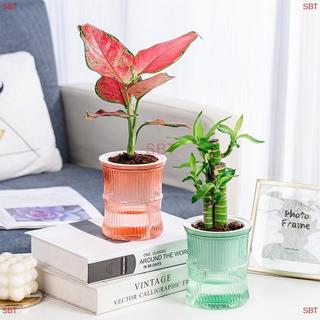 [SB] Chậu hoa thủy canh lười biếng Chậu hoa hấp thụ nước tự động trong suốt hai lớp nhựa tự tưới nước văn phòng MỚI