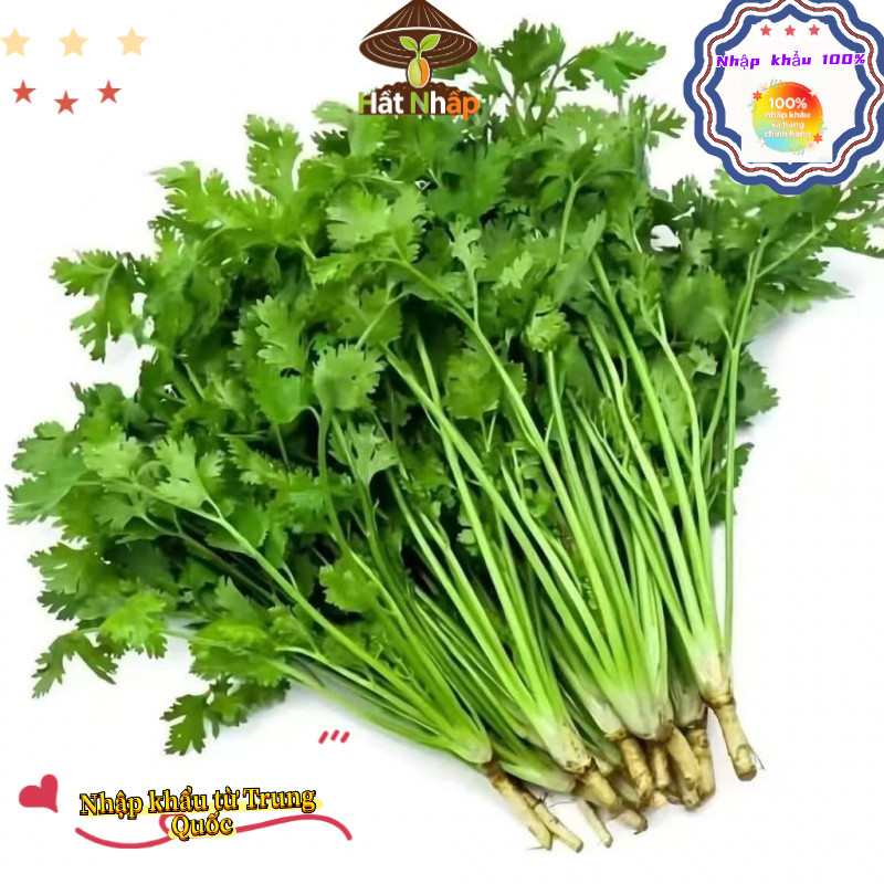 Hạt giống rau mùi ta, ngò rí，Mỗi vỉ chứa khoảng 450 viên thuốc, k034