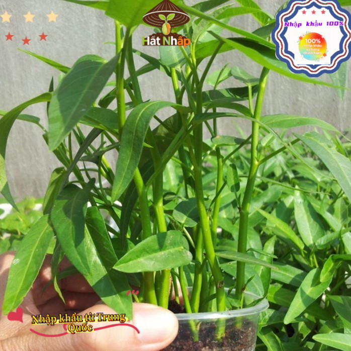 nhập khẩu-Hạt giống Rau muống lá tre hàng công ty,Khoảng 200 viên trong bao bì gốc, k030