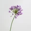 CATIYAHA Hoa sen giả, Nhánh hoa Agapanthus giả bằng nhựa, Phụ kiện bàn hoa nhân tạo dài 75cm sang trọng
