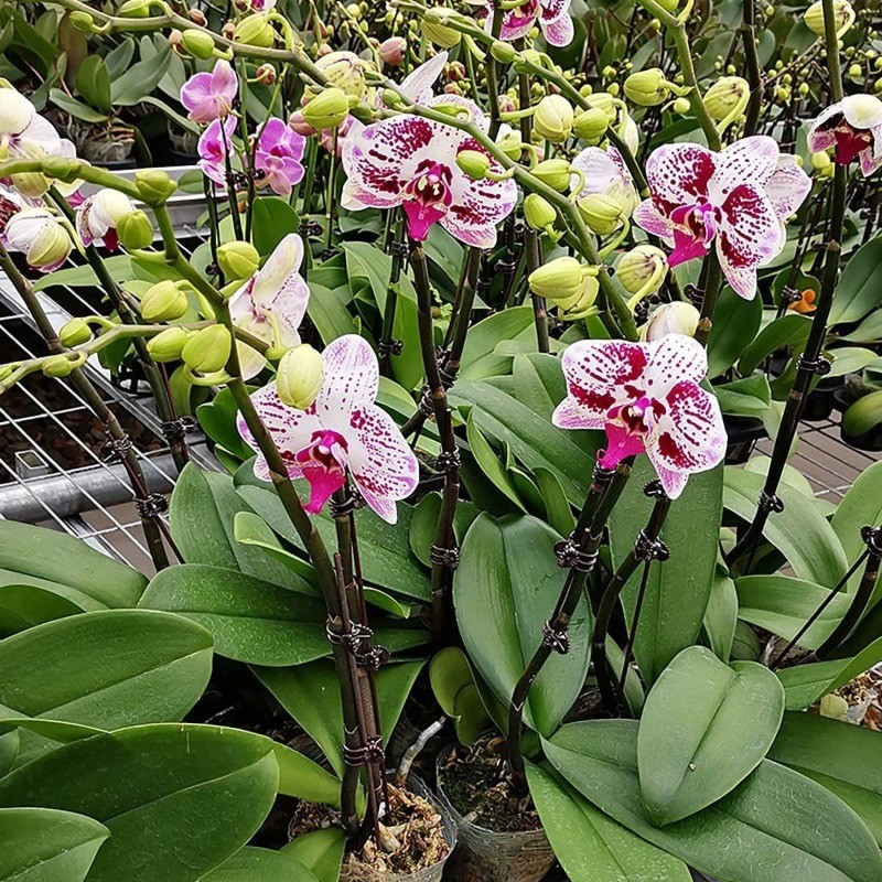 Kẹp ghép dây leo bằng nhựa đa năng- Kẹp trồng cây trong chậu phong lan- 50 / 100 Cái Kẹp cố định nhánh cây trong vườn