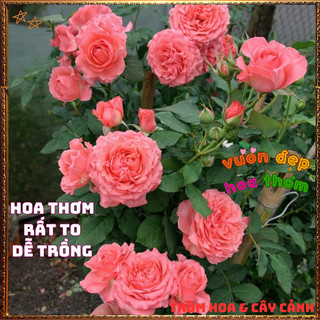 Chậu Hoa Hồng Nhật Corail Gelee Bông To Đại Nở Bền 2 Tuần Siêu Thơm🍟 VƯỜN HOA CỔ TÍCH