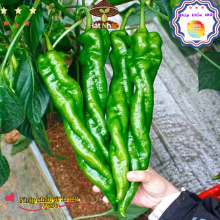 （250 hạt giống）Hạt Giống Ớt Xanh Hồ Nam，Cay ngon, chịu nhiệt tốt và năng suất cao.k053