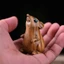 Tượng Hamster PWSEND, Tượng Trang Trí Vui Nhộn Gỗ Khắc Chuột Cung Hoàng Đạo, Trang Trí Nhà Điêu Khắc Hình Động Vật Dễ Thương Quà Tặng Văn Phòng