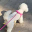 26 Dây Xích Chó Yên Xe Phong Cách Chống Cháy Nổ Okinawa Ngực Lưng Teddy Bichon Corgi Nhỏ Vừa Chó Đa Năng Ngực Thú Cưng