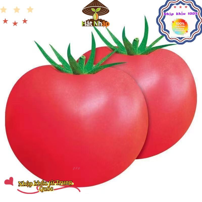 Hạt giống cà chua chịu nhiệt，-k003