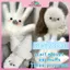 MYPANDA Dễ Thương Mùa Đông Seal Earmuff Scarf Trẻ Em Học Sinh Khăn Lông Chéo Bộ Găng Tay Ne-Protect Kawaii Girls Khăn Sang Trọng Ấm Áp Ngoài Trời.