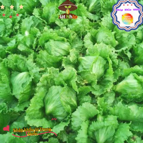 Hạt giống rau xà lách cuộn Iceberg giòn ngọt，-k018