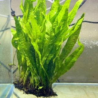 Dương xỉ Java - Cây thủy sinh Microsorum pteropus 10-25cm màu xanh lá đậm dễ trồng và chăm sóc phù hợp trồng trong  nước