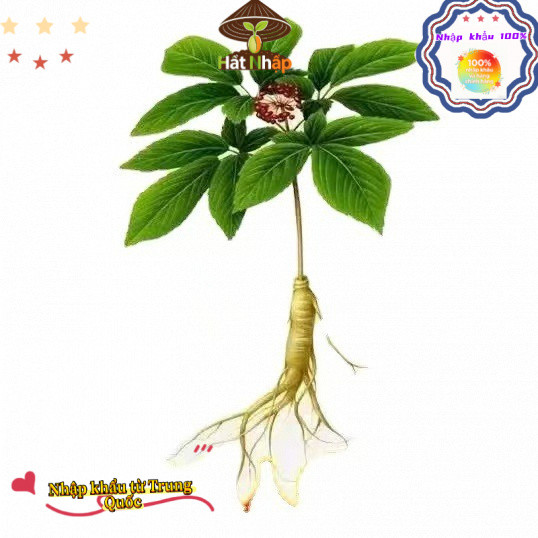ThậtHạt Giống Nhân Sâm Hàn Quốc, Khoảng 60 viên，Chịu Nhiêt Tốt Trồng Được Năm, Năng Suất Cao - k036