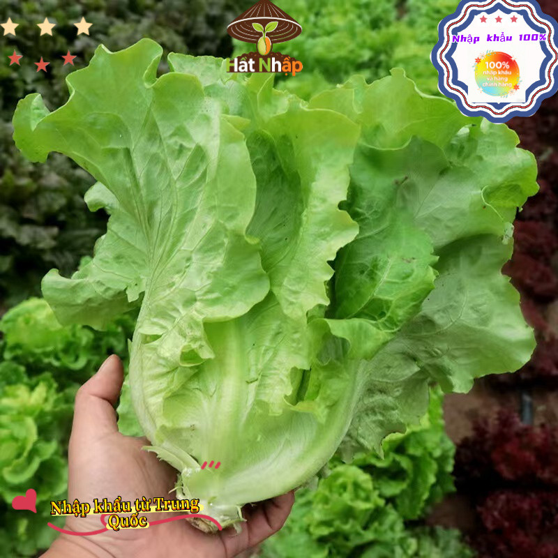 Hạt giống rau xà lách cuộn Iceberg giòn ngọt，-k018