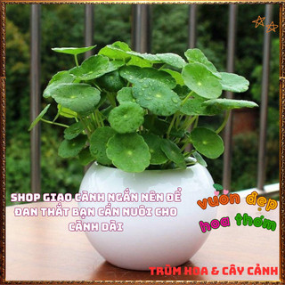 Chậu Cỏ Đồng Tiền Rau Má Kiểng Siêu Dễ Trồng Xinh Xắn Mang May Mắn️📜 Hoa Giống Mới Siêu Đẹp, Dễ Trồng