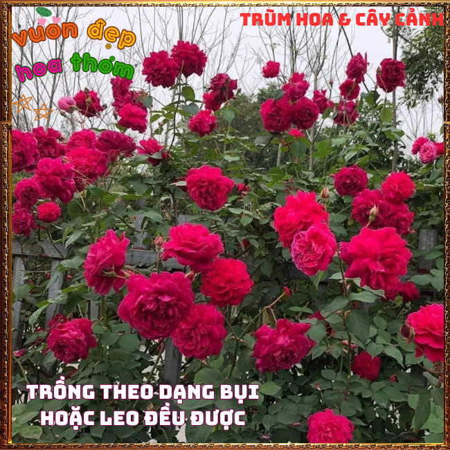 Chậu Hoa Hồng TƯỜNG VI thơm nồng đậm dễ trồng nhât cây siêu khỏe ️📩 Hoa Mười Giờ Bonsai & Phụ Kiện