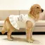 【Ready Stock】 Pet Dog Clothes Beige Base Three-Dimensional Puppy Lace Skirt Super Cute Sweet Thin Vest Large Dog Spring and Summer FAOL