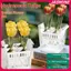 Hộp đựng thủy canh JASMINE có giỏ hỗ trợ thoáng khí Hạt hoa Tulip Chậu hoa thủy canh 4 lỗ Chậu hoa không đất Trang trí nhà cửa JASMINE