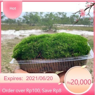 rêu xanh loại vip diện tích 25x25 , chịu hạn nắng nóng tốt, dùng để đắp cây bonsai ,cây cảnh…vv