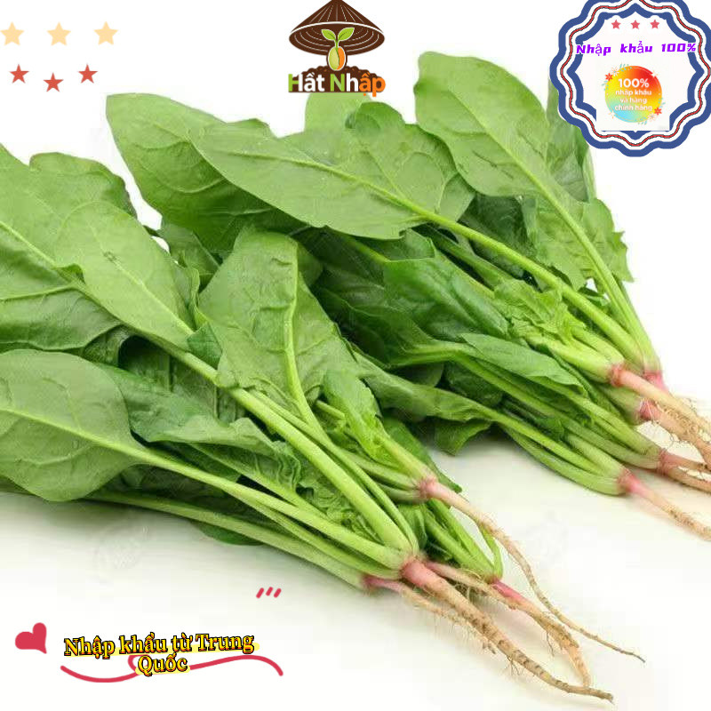 Hạt giống rau cải bó xôi chịu nhiệt，1cái túiKhoảng 600 viên thuốc，-k010