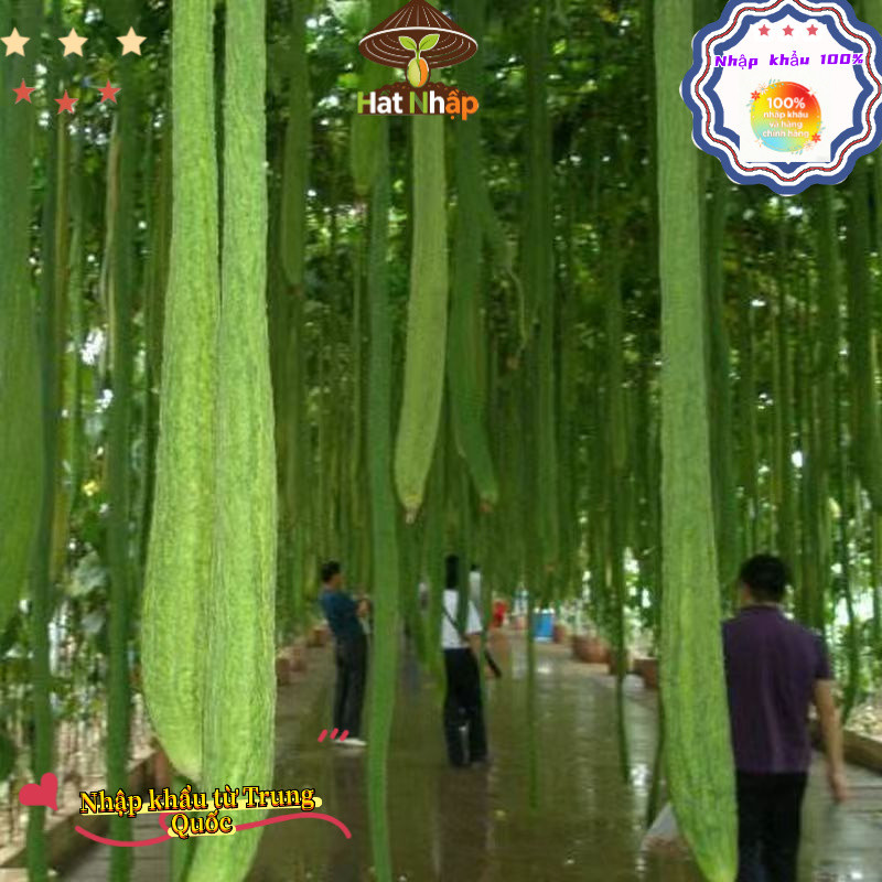 Hạt giống mướp hương siêu dài Bao bì gốc5 gram hạtxơ mướp-k012