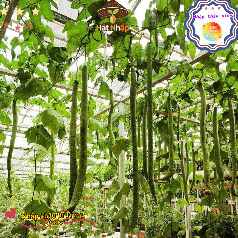 Hạt giống mướp hương siêu dài Bao bì gốc5 gram hạtxơ mướp-k012