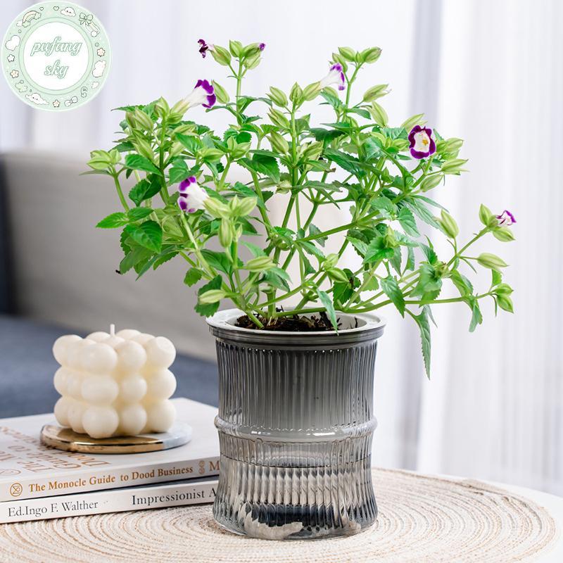 Chậu hoa thủy canh lười PUSKY Chậu hoa hấp thụ nước tự động Chậu hoa trong suốt hai lớp bằng nhựa tự tưới nước Văn phòng VN