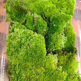 Rêu cushion tiểu cảnh bonsai, đắp tường rêu, terrarium, dùng làm nền