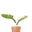MirrorMonstera - Organi trong phòng tắm ❈ ❈ ✷ ❈ ❈ ❈ ❈ ❈ ❈ ✸ ❈ ❈ STQB