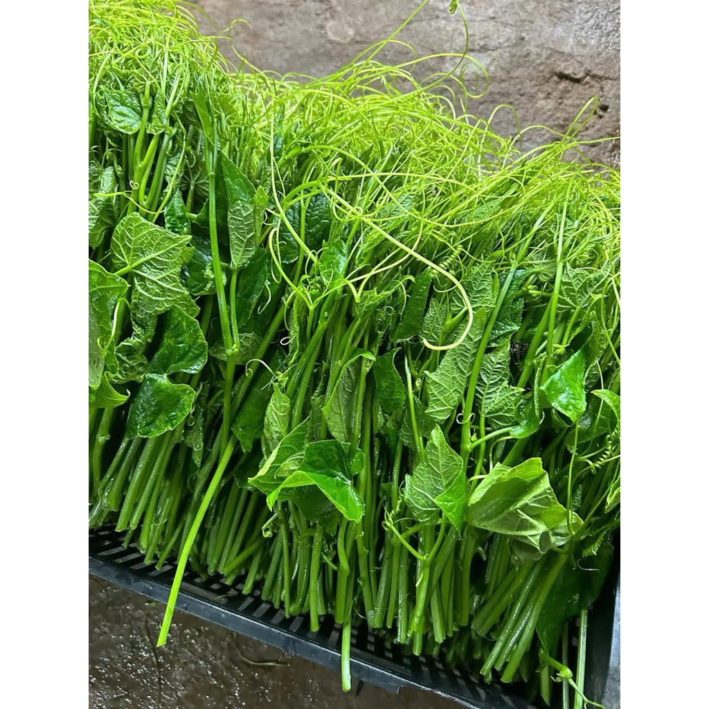1KG Đọt Bầu/Đọt Bí/Đọt Su Tươi – Rau Sạch, Non Ngọt [Giao HCM]
